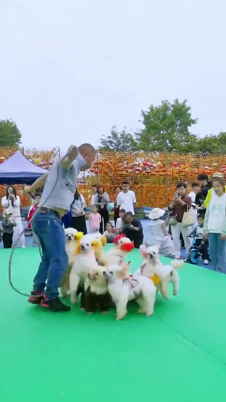 Tik Tok Chó Phốc Sóc Mini 😍 Funny and Cute Pomeranian skipping _shorts.